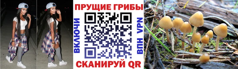 Псилоцибиновые грибы Magic Shrooms  где купить наркотик  Лермонтов 
